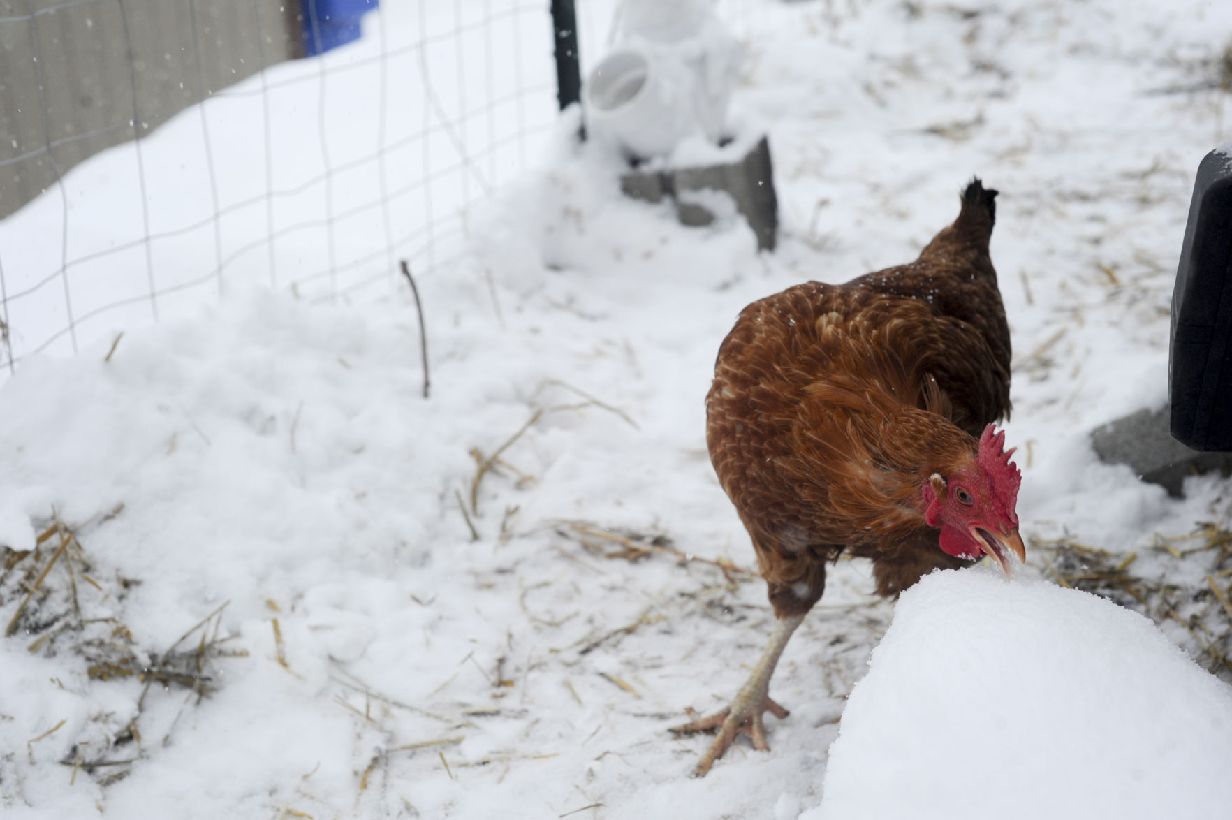 Overnight storm blankets Helena in snow